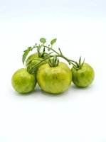 Fresh green tomatoes on vine with stems and leaves isolated on white background, ready for culinary and agricultural design use.