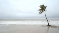 Lone palm tree bending in strong wind on empty beach during tropical storm approach. Dramatic moody seascape with rough ocean waves and gray sky.