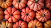 Fresh orange and coral-colored pumpkins arranged in rows showing natural texture and ribbed pattern, creating seasonal autumn harvest background for fall designs.