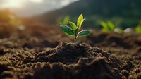 Young green plant seedling growing from fertile soil in morning sunlight, symbolizing new life, growth, hope and environmental sustainability.