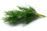 Fresh green dill sprigs with delicate feathery leaves isolated on white background, aromatic culinary herb for cooking and garnishing dishes.