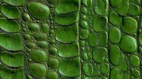 Detailed macro view of green crocodile leather texture showing natural scales, ridges and patterns. Exotic animal skin surface with deep embossed structure.
