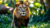 Majestic male lion with distinctive dark mane poses against lush green foliage background in natural environment, soft bokeh lighting creates dramatic wildlife portrait.