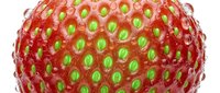 Ripe red strawberry with green seeds isolated on white background, suitable for food packaging, culinary designs, and healthy eating campaigns.