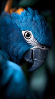 Close-up portrait of blue and gold macaw showing detailed eye, beak and vibrant blue feathers against dark background, dramatic lighting highlights exotic bird features.