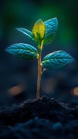 Young plant seedling growing from soil in dramatic lighting, with turquoise leaves against dark background. Represents growth, new beginnings and nature.