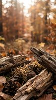 Weathered fallen logs and moss in autumn forest with warm golden sunlight filtering through trees creating natural woodland atmosphere.