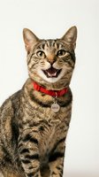 Tabby cat wearing red collar with name tag, smiling with mouth open against white background, isolated pet portrait for design use.