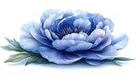Blue peony flower with layered petals and green leaves isolated on transparent background for floral design projects and decorative applications.