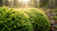 Fresh green moss growing in natural forest environment with warm golden sunlight filtering through trees creating peaceful outdoor scene.