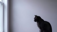 Black and white cat sitting by window in minimalist interior with natural light creating peaceful domestic atmosphere for pet lifestyle content.