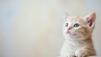 Adorable orange tabby kitten with blue eyes looking up curiously against soft neutral background with copy space for pet care and animal themes.