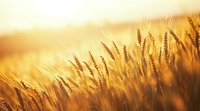 Golden wheat field at sunset with ripe ears of grain swaying in warm sunlight, creating natural bokeh effect and dreamy atmosphere in rural landscape.
