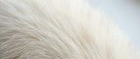White fluffy animal fur texture with soft flowing strands creating natural organic pattern for backgrounds and design projects.