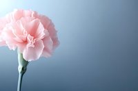 Single pink carnation flower in full bloom against soft blue background, showcasing delicate petals and natural stem. Minimalist floral composition.