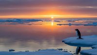 Penguin standing on ice floe during Antarctic sunset with golden sky reflecting on calm ocean waters creating peaceful polar wilderness scene.