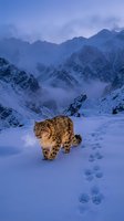 Snow leopard walking through snowy mountain landscape at twilight with paw prints trail in winter wilderness for wildlife conservation campaigns.