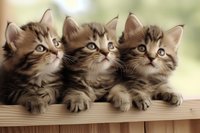 Three adorable tabby kittens with fluffy fur sitting in a row on wooden surface, looking up with curious expressions against soft blurred background.
