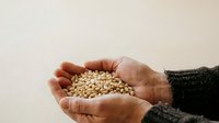 Hands holding raw pine nuts in palm, isolated on neutral background for food, nutrition, and ingredient concepts.