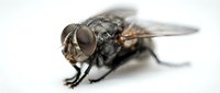 Macro shot of a common housefly with detailed compound eyes and bristled body on white background, suitable for educational, scientific, and pest control materials.