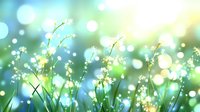 Delicate white wildflowers in morning sunlight with bokeh effect and dew drops. Fresh spring meadow scene with soft focus natural background creates dreamy atmosphere.