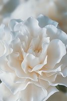 Delicate white carnation petals create soft layers and ruffles in macro photography, showing gentle peach undertones and intricate natural textures in dreamy light.