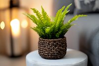 Fresh green fern plant in brown woven basket planter on white table, cozy home interior with soft bokeh lights and gray sofa in background.