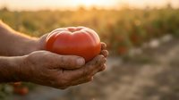 Farmer hands holding fresh ripe red tomato at sunset in agricultural field. Organic farming harvest concept for healthy food production and sustainable agriculture.