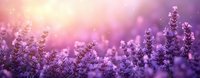 Purple lavender flowers blooming in soft sunlight with dreamy bokeh background creating peaceful aromatherapy garden scene for wellness and relaxation concepts.