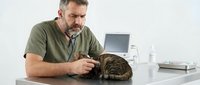 Middle-aged Caucasian male veterinarian examining tabby cat with stethoscope in modern clinic office with laptop and medical equipment on desk.