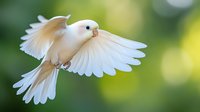 White dove flying with outstretched wings against soft green bokeh background symbolizing peace, freedom and spirituality in nature.