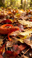 Red spotted newt salamander crawling through colorful autumn leaves on forest floor with warm sunlight filtering through trees in natural habitat.