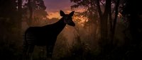 Deer silhouette at sunset in misty forest with golden light rays streaming through trees creating magical woodland atmosphere for nature designs.