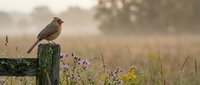 Small songbird perched on weathered wooden fence post in misty countryside meadow with wildflowers during golden hour sunrise creating peaceful rural scene.