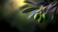 Fresh green olives growing on branch with dark moody background and dramatic lighting, raw Mediterranean produce for food and cooking concepts.