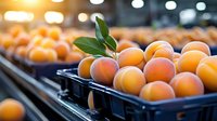 Fresh ripe apricots in plastic containers at farmers market or grocery store. Organic fruits with green leaves in retail display under soft lighting.