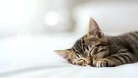 Adorable tabby kitten sleeping peacefully on white bedding with soft natural lighting creating cozy domestic atmosphere for pet care content.