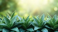 Fresh green aloe vera plants with water drops in morning sunlight, natural bokeh background, close up view showing medicinal leaves and dew.