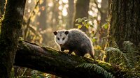 Young opossum on fallen log in sunlit forest with golden light filtering through trees and ferns creating natural woodland habitat scene.