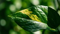 Green leaf with yellow variegated pattern and water droplets in natural garden setting with soft bokeh background for botanical design projects.
