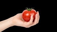 Hand holding a fresh red tomato, isolated on transparent background. Ready for food, farming, and healthy eating designs, stickers, print on demand, and T-shirts.