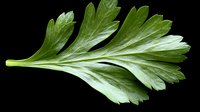 Fresh green parsley leaf isolated on black background, macro shot showing detailed texture and veins. Natural herb for cooking and garnishing.