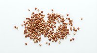 Coriander seeds scattered on white background, aromatic spice ingredient for cooking and seasoning, natural organic herb condiment isolated for culinary design.