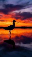 Wading bird silhouette standing in calm water during dramatic sunset with vibrant orange and purple sky colors reflecting on surface creating peaceful nature scene.