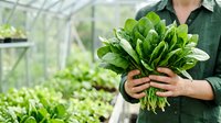 Farmer in green shirt holding fresh spinach bunch in greenhouse with blurred plants background, suitable for organic farming, agriculture, and healthy food marketing.