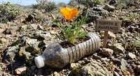 Orange wildflower growing from plastic bottle in desert landscape symbolizing environmental rebirth and nature resilience against pollution and waste.