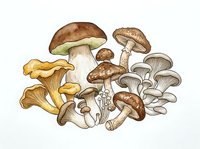 Assorted edible mushrooms including porcini, chanterelle, and oyster varieties arranged in botanical illustration style for culinary, educational, and design projects.