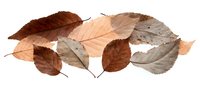Collection of autumn leaves in warm brown and beige tones isolated on transparent background for seasonal design projects and nature crafts.