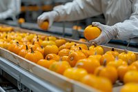 Worker in protective suit and gloves sorting fresh orange pumpkins on industrial conveyor belt at food processing facility. Quality control in agriculture.