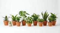 Collection of green houseplants in terracotta pots arranged on white surface for indoor gardening and home decor projects.
